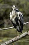 Heron_cendre_Fontenay_le_Vicomte_7juin2006_JN63387
