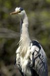 Heron_cendre_Fontenay_le_Vicomte_7juin2006_JN63392