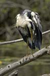 Heron_cendre_Fontenay_le_Vicomte_7juin2006_JN63394