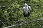 Heron_cendre_Itteville_5juin2006_MI62879