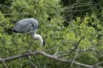 Heron_cendre_Itteville_5juin2006_MI62881