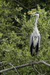 Heron_cendre_Itteville_5juin2006_MI62886