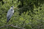Heron_cendre_Itteville_5juin2006_MI62890