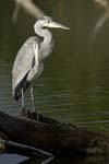 Heron_cendre_LeTeich_Parc_Ornithologique_Septembre2006_JN60641