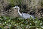 Heron_cendre_LeTeich_Parc_Ornithologique_Septembre2006_JN61100