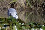Heron_cendre_LeTeich_Parc_Ornithologique_Septembre2006_JN62174
