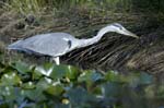 Heron_cendre_LeTeich_Parc_Ornithologique_Septembre2006_JN62222