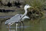 Heron_cendre_LeTeich_Parc_Ornithologique_Septembre2006_JN62555