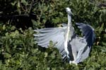 Heron_cendre_LeTeich_Parc_Ornithologique_Septembre2006_JN63375