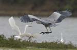 Heron_cendre_LeTeich_Parc_Ornithologique_Septembre2006_JN63987