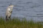 Heron_cendre_LeTeich_Parc_Ornithologique_Septembre2006_JN64093