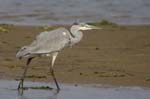 Heron_cendre_LeTeich_Parc_Ornithologique_Septembre2006_JN64104