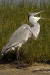 Heron_cendre_LeTeich_Parc_Ornithologique_Septembre2006_JN64115