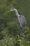 Heron_cendre_LeTeich_Parc_Ornithologique_Septembre2006_JN65539