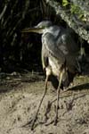 Heron_cendre_LeTeich_Parc_Ornithologique_Septembre2006_JN68310