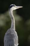 Heron_cendre_LeTeich_Parc_Ornithologique_Septembre2006_JN68868