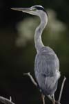 Heron_cendre_LeTeich_Parc_Ornithologique_Septembre2006_JN68869