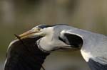 Heron_cendre_LeTeich_Parc_Ornithologique_avril2006_MR62949