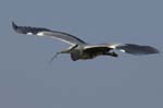 Heron_cendre_LeTeich_Parc_Ornithologique_avril2006_MR62950