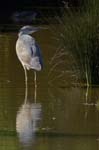 Heron_cendre_LeTeich_Parc_Ornithologique_avril2006_MR62951