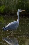 Heron_cendre_LeTeich_Parc_Ornithologique_avril2006_MR62952