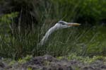 Heron_cendre_LeTeich_Parc_Ornithologique_avril2006_MR62953