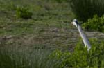 Heron_cendre_LeTeich_Parc_Ornithologique_avril2006_MR62955