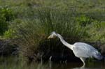 Heron_cendre_LeTeich_Parc_Ornithologique_avril2006_MR62956