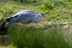Heron_cendre_LeTeich_Parc_Ornithologique_avril2006_MR62957