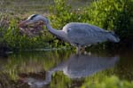 Heron_cendre_LeTeich_Parc_Ornithologique_avril2006_MR62958