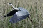Heron_cendre_LeTeich_Parc_Ornithologique_avril2006_MR62959