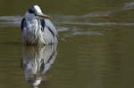 Heron_cendre_LeTeich_Parc_Ornithologique_avril2006_MR62960
