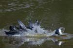 Heron_cendre_LeTeich_Parc_Ornithologique_avril2006_MR62961