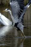 Heron_cendre_LeTeich_Parc_Ornithologique_avril2006_MR62964