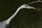 Heron_cendre_LeTeich_Parc_Ornithologique_avril2006_MR62965