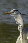 Heron_cendre_LeTeich_Parc_Ornithologique_avril2006_MR62966