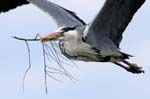 Heron_cendre_LeTeich_Parc_Ornithologique_mai2006_MI67276