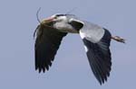 Heron_cendre_LeTeich_Parc_Ornithologique_mai2006_MI67391