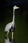 Heron_cendre_LeTeich_Parc_Ornithologique_mai2006_MI69342