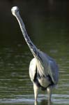 Heron_cendre_LeTeich_Parc_Ornithologique_mai2006_MI69345