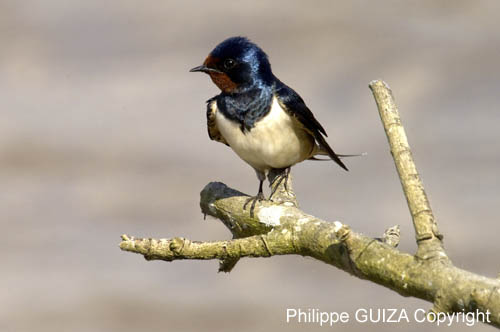 Hirondelle_rustique_leteich_Parc_Ornithologique_avril2006_MR64933
