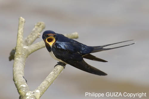 Hirondelle_rustique_leteich_Parc_Ornithologique_avril2006_MR64935