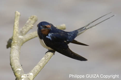 Hirondelle_rustique_leteich_Parc_Ornithologique_avril2006_MR64936