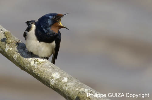 Hirondelle_rustique_leteich_Parc_Ornithologique_avril2006_MR64937