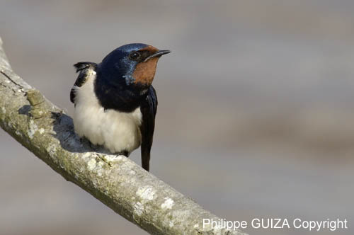 Hirondelle_rustique_leteich_Parc_Ornithologique_avril2006_MR64938