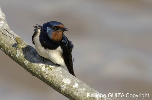 Hirondelle_rustique_leteich_Parc_Ornithologique_avril2006_MR64939
