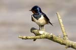 Hirondelle_rustique_leteich_Parc_Ornithologique_avril2006_MR64933