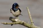 Hirondelle_rustique_leteich_Parc_Ornithologique_avril2006_MR64934