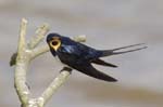 Hirondelle_rustique_leteich_Parc_Ornithologique_avril2006_MR64935