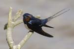 Hirondelle_rustique_leteich_Parc_Ornithologique_avril2006_MR64936